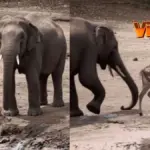 Viral Video: Elephant Turns Savior,