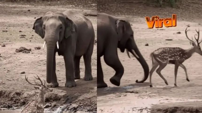 Viral Video: Elephant Turns Savior,